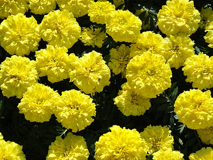 morgenfrue, stor, blomster, blomst, blomstrende plante, gul, sårbarhed, skrøbelighed, skønhed i naturen, plante, blomsterhoved, blomsterstand, friskhed, kronblad, vækst, tæt på, natur, dag, botanik, ingen mennesker, fuld ramme, baggrunde, udendørs, forår, blomster arrangement, 4K, CC0, offentligt domæne, royaltyfrie