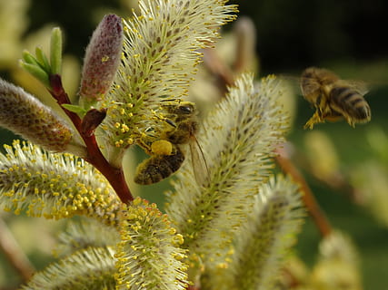 abella, pol·len, insecte, tancar, mel d'abella, abella, pol·len, naturalesa, macro, recollir pol len, pastures, planta, flor, primer pla, color verd, a l'aire lliure, cap gent, creixement, dia, bellesa a la natura, centrar-se en primer pla, enfocament selectiu, planta amb flors, full, part de la planta, fragilitat, brot, vulnerabilitat, frescor, fauna animal, cap de flor, 5K, CC0, domini públic, lliure de regalies