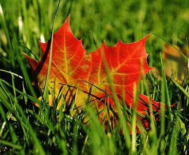 esdoorn blad, groen, grassen, esdoorn-, herfst, blad, bladeren, natuur, kleurrijk, kleur, val kleur, licht, helder, rood groen, reflectie, fabriek, deel van de plant, groene kleur, groei, detailopname, rood, schoonheid in de natuur, gras, land-, dag, veld-, geen mensen, selectieve aandacht, verandering, buitenshuis, Oranje kleur, natuurlijke toestand, 4K, CC0, publiek domein, royaltyvrij