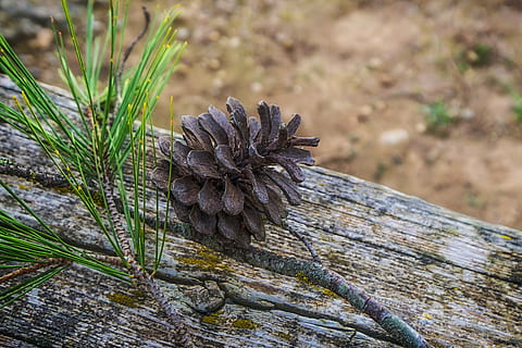 ananas, ananas essiccato, natura, alberi, struttura, parco, abbaiare, assolo, pinoli, inverno, pigna, Natale, pianta, legno - materiale, nessuno, albero, Pinaceae, giorno, albero di conifere, avvicinamento, concentrarsi sulle conoscenze acquisite, strutturato, terra, tronco d'albero, all'aperto, Pino, tronco, roccia - oggetto, roccia, bellezza nella natura, bosco di pini, legno di pino, 4K, CC0, dominio pubblico, privo di copyright