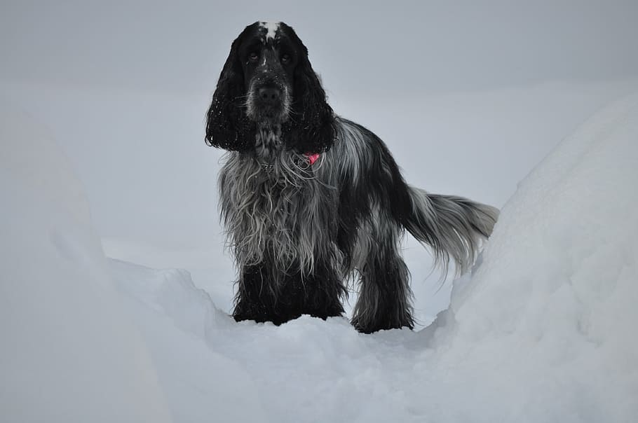 gos, spaniel, hivern, coocker, mascotes, un animal, animals domèstics, temes d'animals, cap gent, a l'aire lliure, dia, mamífer, cel, caní, nacional, animal, neu, temperatura de fred, vertebrats, assegut, mirant, color negre, naturalesa, Color blanc, 4K