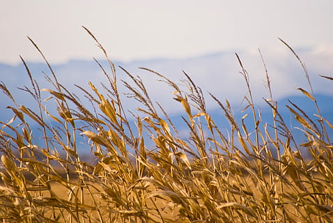 tanca, amunt, herba, fons, blat, tancar, amunt, gra, blanc, camp, naturalesa, posta de sol, estiu, textura, planta, agricultura, pa, ampli, rosada, fenc, daurat, sol, groc, rural, llum solar, orella, cel, planta de cereals, creixement, cultiu, cap gent, bellesa a la natura, tranquil·litat, terra, dia, escena rural, granja, primer pla, paisatge, a l'aire lliure, centrar-se en primer pla, escenics - natura, tija, 2K, CC0, domini públic, lliure de regalies