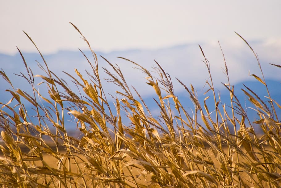 tanca, amunt, herba, fons, blat, tancar, amunt, gra, blanc, camp, naturalesa, posta de sol, estiu, textura, planta, agricultura, pa, ampli, rosada, fenc, daurat, sol, groc, rural, llum solar, orella, cel, planta de cereals, creixement, cultiu, cap gent, bellesa a la natura, tranquil·litat, terra, dia, escena rural, granja, primer pla, paisatge, a l'aire lliure, centrar-se en primer pla, escenics - natura, tija, 2K