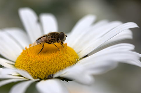 bi, daisy, pollen, arbejde, Insecta, natur, blomst, hvid, insekt, et dyr, dyre temaer, dyr i naturen, blomstrende plante, dyreliv, hvirvelløse, dyr, skrøbelighed, skønhed i naturen, kronblad, plante, friskhed, tæt på, sårbarhed, blomsterhoved, vækst, selektiv fokusering, bestøvning, ingen mennesker, dyrefløj, 4K, CC0, offentligt domæne, royaltyfrie
