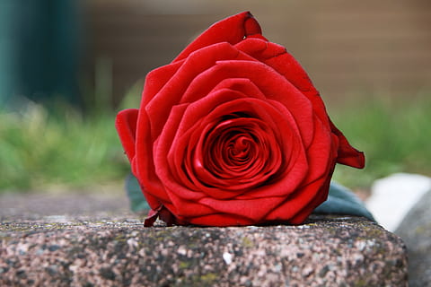 nærbilde, bilde, rød, rose, grå, betong, stein, bakkararose, slitsom, fløyel, blomst, anlegg, skjønnhet i naturen, Rose blomst, petal, blomstrende plante, inflorescence, blomsterhodet, natur, sårbarhet, skjørhet, friskhet, ingen folk, dag, fokusere på forgrunnen, selektiv fokusering, utendørs, 4K, CC0, offentlig domene, opphavsrett gratis