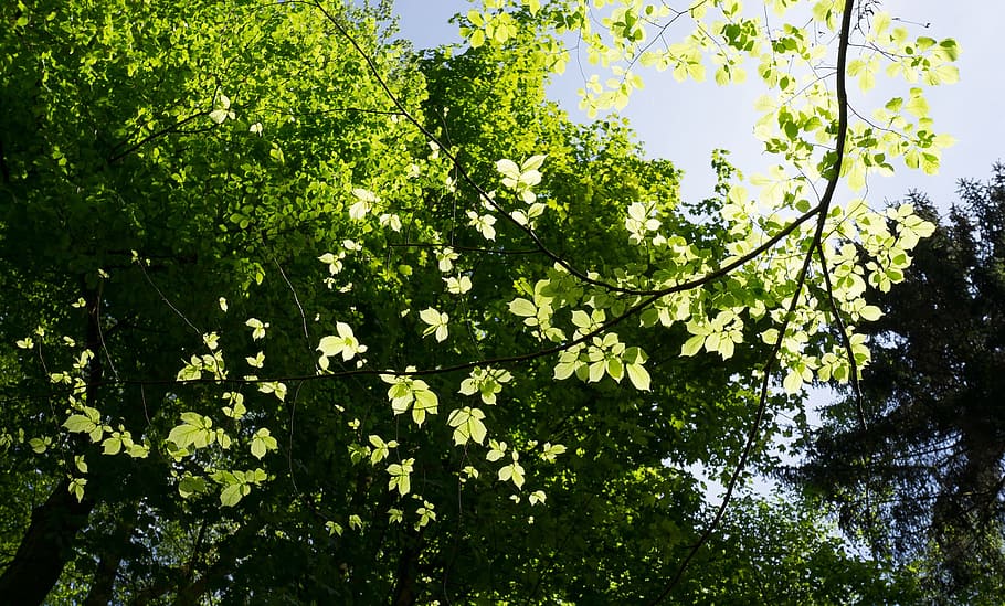 arbre, branques, sol, full, llum, verd, infern, bosc, fulles, planta, creixement, naturalesa, color verd, part de la planta, vista d’angle baix, bellesa a la natura, branca, tranquil·litat, cap gent, dia, cel, llum solar, a l'aire lliure, fullatge, escenics - natura, copa de l'arbre, 2K