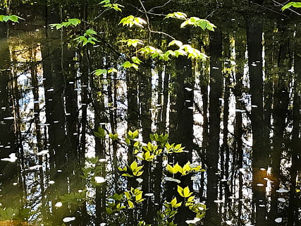 refleksjon, blader, vann, strøm, dam, naturlig, vår, elv, landskap, meditative, meditere, fredelig, stille, abstrakt, mønster, natur, utenfor, anlegg, skog, dag, ingen folk, tre, vekst, trestamme, stamme, skjønnhet i naturen, blomst, ro, blomstrende plante, innsjø, utendørs, land, plante del, sollys, bambus - plante, 4K, CC0, offentlig domene, opphavsrett gratis