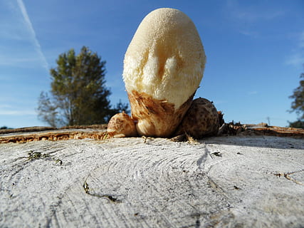 grzyb, bagażnik samochodowy, spadek, zabawa, żadnych ludzi, niebo, dzień, Natura, zbliżenie, selektywne skupienie, roślina, drzewo, drewno - materiał, światło słoneczne, teksturowane, tematy zwierzęce, skała, niski kąt widzenia, na dworze, jedno zwierzę, piękno natury, poziom powierzchni, niebieski, zwierzę, 4K, CC0, domena publiczna, darmowe zdjęcia