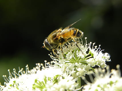 ape, natura, insetto, api, avvicinamento, miele, fiori, insetti, fiore, temi animali, pianta fiorita, animali allo stato selvatico, invertebrato, un animale, animale, fauna selvatica, pianta, bellezza nella natura, fragilità, vulnerabilità, testa di fiore, petalo, freschezza, crescita, impollinazione, nessuno, all'aperto, polline, 4K, CC0, dominio pubblico, privo di copyright