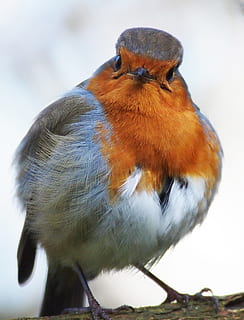bruin, wit, vogel, boomtak, roodborstje, knorrig, opgeschud, dierlijke thema's, dier, gewerveld, dierenleven, één dier, dieren in het wild, neerstrijken, geen mensen, detailopname, dag, focus op de voorgrond, natuur, buitenshuis, volledige lengte, op zoek, selectieve aandacht, Oranje kleur, tak, 2K, CC0, publiek domein, royaltyvrij