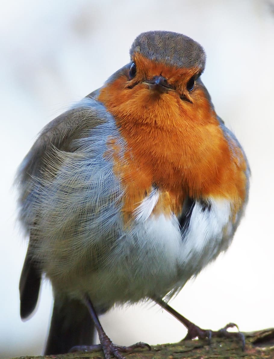 marró, blanc, ocell, branca d'un arbre, robin, malhumorat, fluffed, temes d'animals, animal, vertebrats, fauna animal, un animal, animals a la natura, posat, cap gent, primer pla, dia, centrar-se en primer pla, naturalesa, a l'aire lliure, longitud completa, mirant, enfocament selectiu, color taronja, branca, 2K