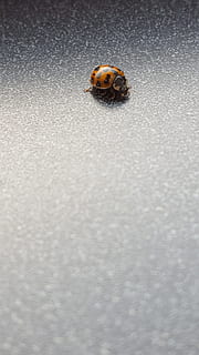 error, insecte, Marieta, interior, petit, superfície, invertebrat, fauna animal, un animal, animals a la natura, primer pla, cap gent, escarabat, dia, naturalesa, enfocament selectiu, a l'aire lliure, zoologia, vista d’angle alt, bellesa a la natura, groc, 5K, CC0, domini públic, lliure de regalies