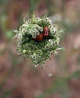 menestrel, erro, besouro, listrado, bug de menestrel, bug listrado, inseto, natureza, exterior, jardim, flor, um animal, animais em estado selvagem, ninguém, temas animais, invertebrado, animal, animais selvagens, fechar-se, plantar, focar em primeiro plano, beleza na natureza, planta com flores, dia, fragilidade, vulnerabilidade, crescimento, ao ar livre, cabeça de flor, polinização, 2K, CC0, domínio público, royalty free