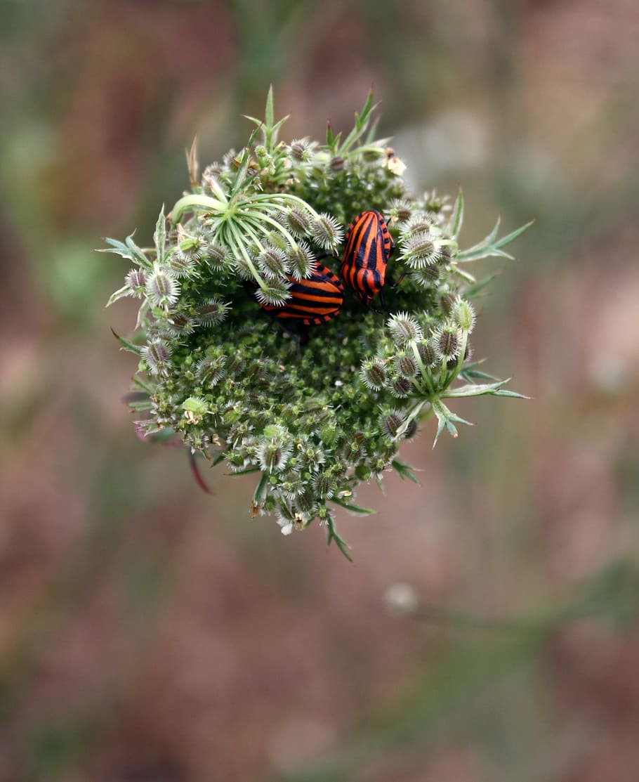 minstrel, error, escarabat, ratlles, error de minstrel, error de ratlles, insecte, naturalesa, a l'aire lliure, jardí, flor, un animal, animals a la natura, cap gent, temes d'animals, invertebrat, animal, fauna animal, primer pla, planta, centrar-se en primer pla, bellesa a la natura, planta amb flors, dia, fragilitat, vulnerabilitat, creixement, cap de flor, polinització, 2K