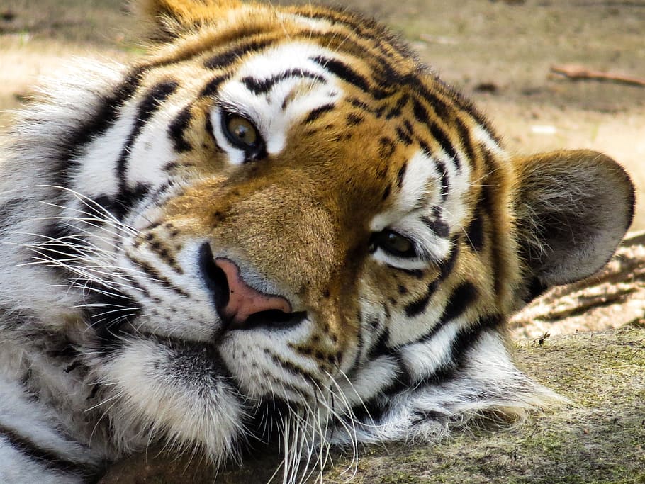 fotografia ravvicinata, Marrone, bianca, tigre, capo, gatto, vicino, occhi, stanco, riposo, zoo, rilassamento, vista, temi animali, animale, grande gatto, fauna selvatica, felino, mammifero, un animale, animali allo stato selvatico, parte del corpo animale, nessuno, carnivora, avvicinamento, a strisce, natura, ritratto, vertebrato, testa di animale, baffo, all'aperto, occhio animale, 4K