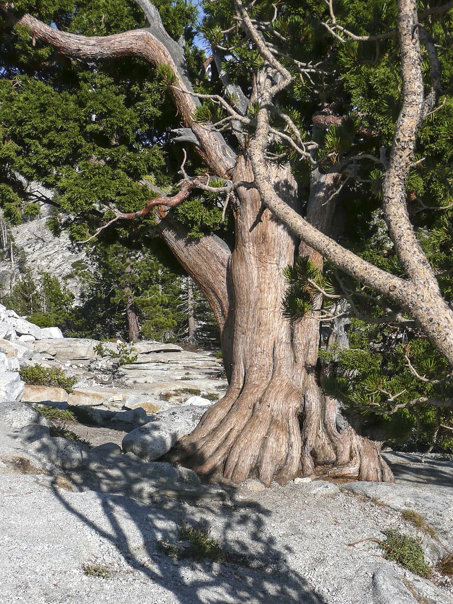 nodoso, portato a casa, albero, asciutto, natura, roccia, deserto, caldo, formazione rocciosa, erosione, sud-ovest degli Stati Uniti, pianta, tronco d'albero, tronco, crescita, nessuno, foresta, giorno, terra, la tranquillità, luce del sole, ramo, bellezza nella natura, all'aperto, muschio, scena tranquilla, ombra, scenics - natura, 2K