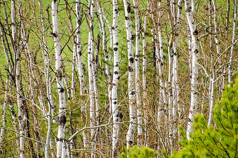 plop tremurător, copac, dumbravă, fundal, aspen, pomul de copac, textură, natură, Munte, colorat, verde, galben, luminos, pădure, pitoresc, peisaj forestier, peisaj, scenă, în aer liber, natural, frunziş, decor, peisaj frumos, liniştit, nici o persoana, zi, Culoarea verde, plantă, trunchi de copac, trompă, teren, creştere, liniște, frumusețe în natură, mesteacan, o scenă liniștită, ramură, scenă non-urbană, cadru complet, conifer, bambus - planta, 4K, CC0, domeniu public, fără drepturi de autor