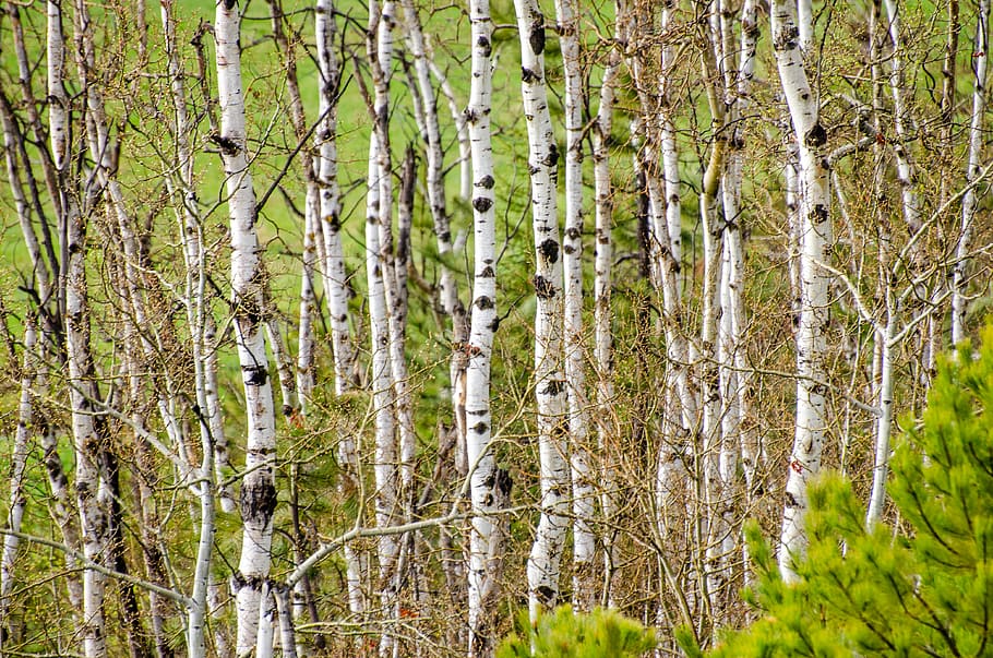 asp, træ, lund, baggrund, aspæer, træ lund, struktur, natur, bjerg, farverig, grøn, gul, lyse, Skov, naturskøn, skovlandskab, landskab, scene, udendørs, naturlig, løv, smukt landskab, rolig, ingen mennesker, dag, grøn farve, plante, træstamme, bagagerum, jord, vækst, ro, skønhed i naturen, birketræ, rolig scene, afdeling, ikke-urbane scene, fuld ramme, nåletræ, bambus - plante, 4K