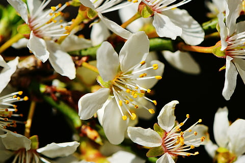 spring, blossom, bloom, nature, plant, tree, garden, white, flower, branch, springtime, petal, leaf, close-up, flower Head, flowering plant, growth, beauty in nature, freshness, fragility, vulnerability, white color, pollen, no people, selective focus, inflorescence, outdoors, 5K, CC0, public domain, royalty free