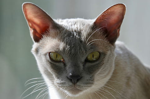 kat, se, indenlandske kat, indenlandske, pattedyr, husdyr, kæledyr, et dyr, feline, tæt på, dyr kropsdel, portræt, kigger på kameraet, bakkenbart, ingen mennesker, hvirveldyr, indendørs, dyr øje, gule øjne, dyr øre, 4K, CC0, offentligt domæne, royaltyfrie