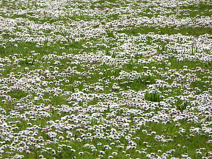 bunga aster, padang rumput, putih, musim semi, rumput, alam, taman, karpet, menanam, padang rumput bunga, bunga, tanaman berbunga, keindahan di alam, warna hijau, tidak ada orang, latar belakang, kesegaran, bingkai penuh, kerapuhan, pertumbuhan, hari, kerentanan, warna putih, kepala bunga, di luar rumah, bidang, merapatkan, mekar, hamparan bunga, 1080P, CC0, domain publik, bebas royalti