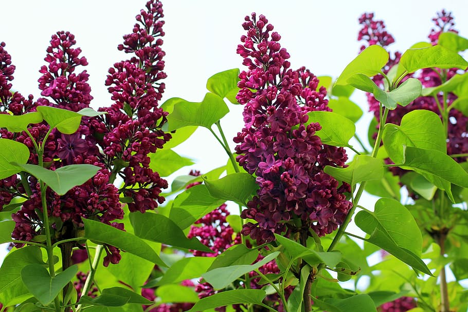 lyserøde lilla blomster, uden, Busk, forår, blomstring, violet, lilla, havebuske, natur, plante del, blad, plante, vækst, friskhed, blomst, blomstrende plante, skønhed i naturen, grøn farve, tæt på, mad og drikke, mad, dag, sund kost, ingen mennesker, lav vinkel visning, udendørs, blomsterhoved, moden, 5K