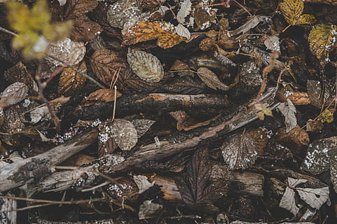 natur, brun, tørket, blader, brenselager, utendørs, miljø, bakgrunn, tekstur, årstid, plante del, blad, tre, anlegg, tørke, land, dag, ingen folk, felt, skog, høst, høy vinkel visning, endring, tre - materiale, overflod, nærbilde, faller, død plante, 5K, CC0, offentlig domene, opphavsrett gratis
