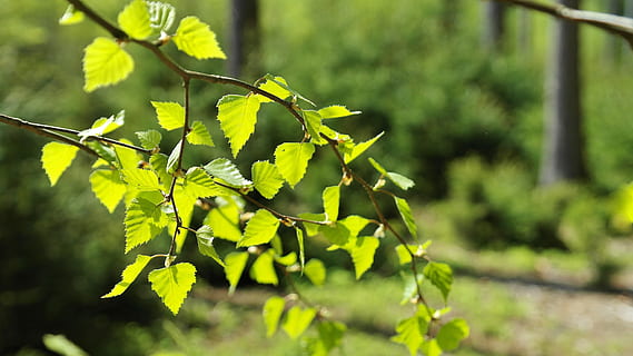 selectiv, focalizați fotografia, verde, frunze, timpul zilei, pădure, copaci, natură, primăvară, ușoară, umbră, mediu inconjurator, peisaj, plantă, ecologie, conservarea naturii, protectia mediului, biologie, eco, Pământ, organic, atmosfera, Trăi, protecția copacilor, echilibru ecologic, waldsterben, protecţie, responsabilitate, creştere, Culoarea verde, nici o persoana, parte a plantelor, să se concentreze asupra primelor elemente, zi, lumina soarelui, a închide, frumusețe în natură, copac, în aer liber, liniște, plante stem, vulnerabilitate, ramură, fragilitate, 5K, CC0, domeniu public, fără drepturi de autor