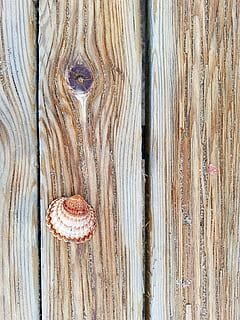 shell, moře, pláž, písek, slapy, jednoduchý, dřevo, textura, starý, vzor, dřevo - materiál, celý rám, texturou, detail, pozadí, nikdo, den, zvětralý, prkno, přírodní vzor, hrubý, stálý život, venku, hnědý, jídlo, vchod, rezavý, nehet, 4K, CC0, veřejná doména, bez autorských práv