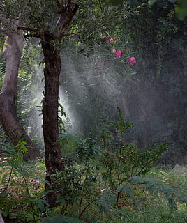 gotas, rega, chuva, Raios, rosas, natureza, floresta, árvore, plantar, crescimento, terra, beleza na natureza, tronco de árvore, tronco, ninguém, tranquilidade, cor verde, névoa, ao ar livre, dia, meio Ambiente, ramo, cena não urbana, folhagem, floresta tropical, 4K, CC0, domínio público, royalty free