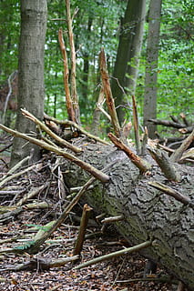 træ, Fallen, æstetisk, log, stamme, faldet træ, skovbrug, landskab, savet, natur, træstamme, udendørs, dag, Skov, ingen mennesker, plante, jord, vækst, ro, bagagerum, fokus på forgrunden, træ - materiale, skønhed i naturen, tæt på, Mark, faldende, plante del, stick - plante del, bambus - plante, 4K, CC0, offentligt domæne, royaltyfrie