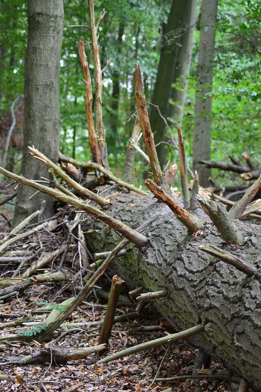 træ, Fallen, æstetisk, log, stamme, faldet træ, skovbrug, landskab, savet, natur, træstamme, udendørs, dag, Skov, ingen mennesker, plante, jord, vækst, ro, bagagerum, fokus på forgrunden, træ - materiale, skønhed i naturen, tæt på, Mark, faldende, plante del, stick - plante del, bambus - plante, 4K