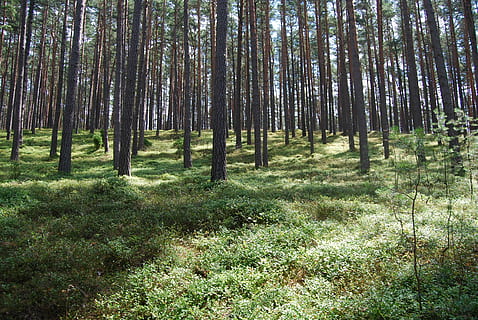 les, Příroda, strom, borovice, kmen stromu, rostlina, přistát, klid, růst, kufr, krása v přírodě, klidné scény, scenics - příroda, tráva, den, nikdo, zelená barva, mimoměstské scény, venku, krajina, borové lesy, jehličnatého stromu, 4K, CC0, veřejná doména, bez autorských práv