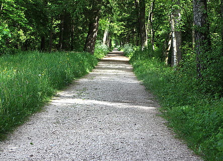 sentiero nel bosco, corsia, foresta, alberi, lontano, verde, pianta, direzione, la strada davanti, albero, crescita, colore verde, sentiero, terra, prospettiva decrescente, la tranquillità, natura, bellezza nella natura, scena tranquilla, giorno, strada, nessuno, scena non urbana, scenics - natura, mezzi di trasporto, all'aperto, lungo, treelined, 4K, CC0, dominio pubblico, privo di copyright