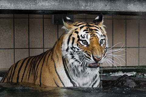 Tigre, depredador, gato, gato montés, Tigre siberiano, amurtiger, carnívoros, Gato grande, asilo de depredadores, temas de animales, animal, fauna animal, un animal, agua, felino, animales en la naturaleza, mamífero, zoo, retrato, naturaleza, nadie, vertebrado, carnivora, parte del cuerpo del animal, al aire libre, bebida, bigotes, cabeza de animal, 4K, CC0, dominio público, libre de derechos