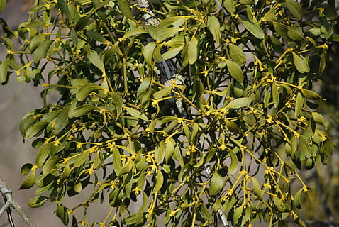 vischio, pianta, crescita, colore verde, parte vegetale, foglia, bellezza nella natura, nessuno, natura, avvicinamento, giorno, albero, cibo e bevande, freschezza, all'aperto, cibo, ramo, fotogramma intero, sfondi, la tranquillità, mangiare sano, 4K, CC0, dominio pubblico, privo di copyright