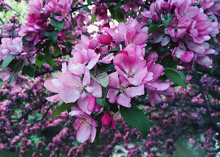 vår, blomstra, blomma, blomning, vår, blomstrande, Färg, rosa färg, bräcklighet, skönhet i naturen, natur, växt, blommande växt, friskhet, tillväxt, sårbarhet, kronblad, närbild, blomställning, blomhuvud, springtime, dag, inget folk, botanik, fokusera på förgrunden, utomhus, Bukett, pollen, lila, körsbärsblom, körsbärsträd, 2K, CC0, offentligt domän, royaltyfria