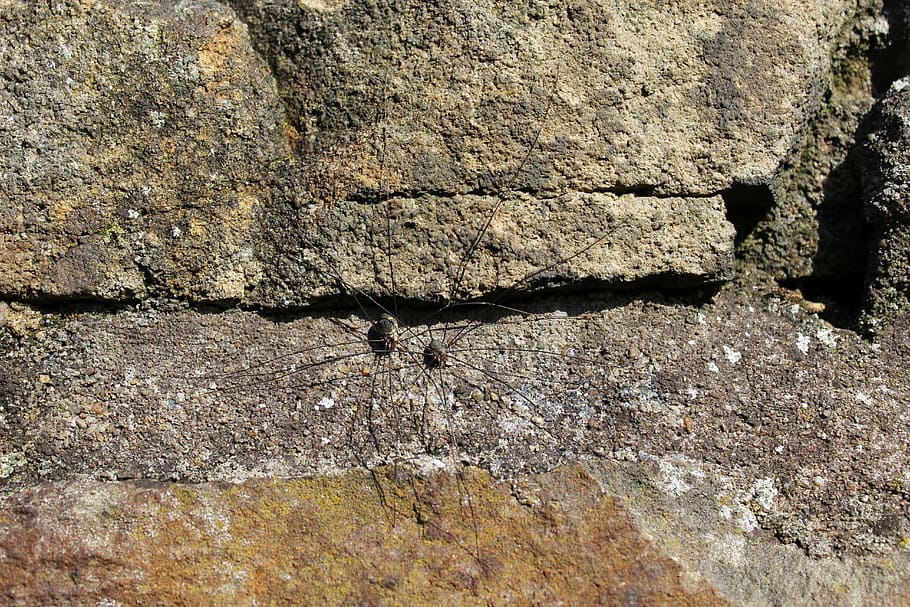 weber tjener, spin-, edderkopper par, insekt, tekstureret, ingen mennesker, dag, murbygningsfunktion, arkitektur, væg, natur, ru, sollys, baggrunde, bygget struktur, solid, klippe, rock-objekt, gammel, fuld ramme, udendørs, mønster, Stenmur, tæt på, 5K