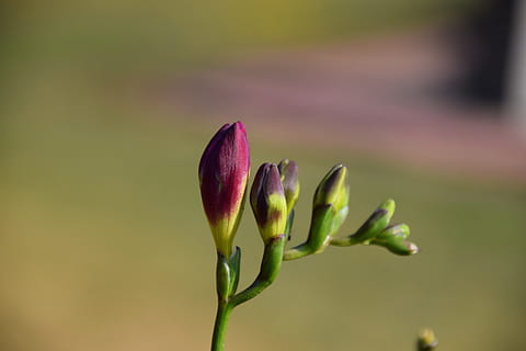 knap, blomst, have, sommer, plante, skønhed i naturen, friskhed, vækst, tæt på, blomstrende plante, fokus på forgrunden, ingen mennesker, skrøbelighed, sårbarhed, natur, knop, begyndelser, lilla, nyt liv, grøn farve, dag, selektiv fokusering, udendørs, forår, blomsterhoved, 5K, CC0, offentligt domæne, royaltyfrie