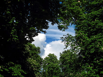 Zielony, drzewa liściaste, niebieski, niebo, zielony liść, drzewa, niebieskie niebo, drzewo, park, okno, brama, chmury, zabarwienie, perspektywiczny, Natura, las, na dworze, lato, scenics, zielony kolor, dzień, lesisty teren, żadnych ludzi, piękno natury, krajobraz, chmura - niebo, roślina, wzrost, niski kąt widzenia, spokój, spokojna scena, scenics - natura, scena pozamiejska, idylliczny, wylądować, listowie, Korona drzewa, 1080P, CC0, domena publiczna, darmowe zdjęcia