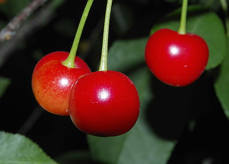 Kirsche, Kirschen, Obst, lehnen, frisch, rot, Bälle, Natur, Gesundheit, traurig, Essen, Vitamin, Kompott, Garten, Baum, Blatt, Essen und Trinken, gesundes Essen, Lebensmittel, Nahansicht, Frische, Pflanze, reif, Pflanzenstamm, Wachstum, hängend, Wohlbefinden, keine Leute, Fokus auf den Vordergrund, Landwirtschaft, draußen, Kirschbaum, 4K, CC0, gemeinfrei, lizenzfrei