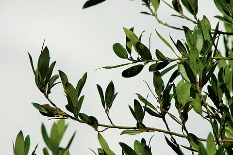 grønbladet træ, himmel, Sky, hvid, træ, løvblad, vejr, cloudscape, luft, miljø, udsigt, cumulus, meteorologi, klima, overskyet, scene, ozon, rolig, kulisse, plante del, blad, plante, vækst, grøn farve, skønhed i naturen, ingen mennesker, natur, dag, tæt på, udendørs, friskhed, lav vinkel visning, ro, fokus på forgrunden, afdeling, skyfri himmel, hvid farve, 1080P, CC0, offentligt domæne, royaltyfrie