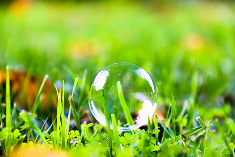 giardino, hamma, algeri, pianta, natura, colore verde, erba, avvicinamento, freschezza, crescita, campo, nessuno, messa a fuoco selettiva, ambiente, bellezza nella natura, far cadere, terra, fiore, all'aperto, fragilità, trasparente, sfera, pianta fiorita, primavera, rugiada, luminosa, filo d'erba, 5K, CC0, dominio pubblico, privo di copyright