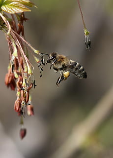 bi, flyvningen, bestøvning, Insecta, natur, forår, dyre temaer, dyr, dyr i naturen, dyreliv, insekt, et dyr, hvirvelløse, tæt på, flyvende, Midt i luften, selektiv fokusering, skønhed i naturen, fokus på forgrunden, ingen mennesker, plante, blomst, summende, bevægelse, blomsterhoved, 2K, CC0, offentligt domæne, royaltyfrie