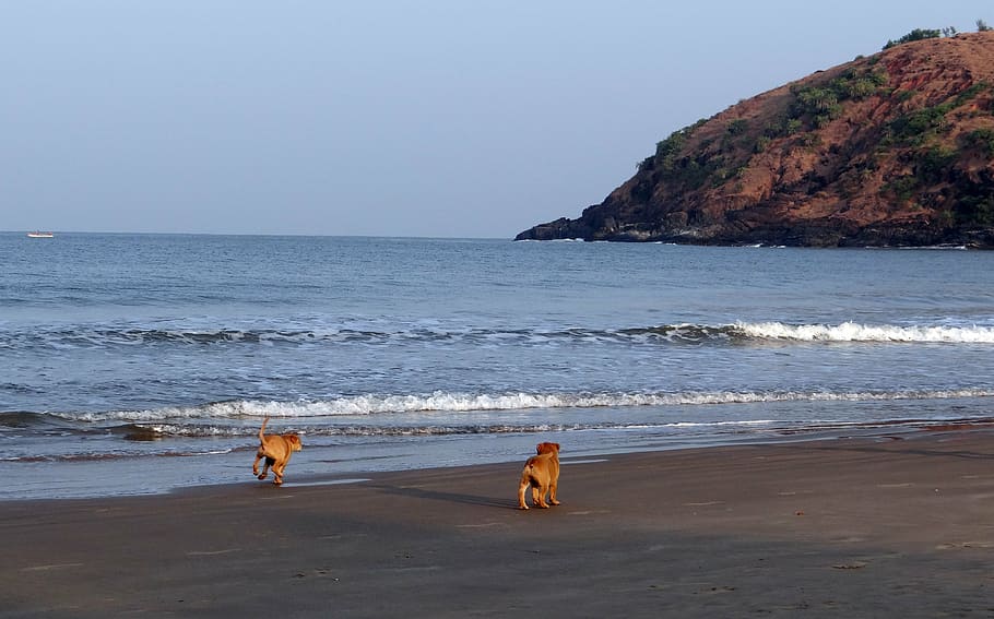 cadell, platja, sorra, jugant, mascota, gos, animal, caní, bonic, mamífer, nacional, amic, adorable, amor, felicitat, feliç, raça, gosset, mar, àrab, gokarna, karnataka, Índia, aigua, terra, mascotes, temes d'animals, un animal, animals domèstics, cel, horitzó sobre l’aigua, horitzó, naturalesa, bellesa a la natura, 4K
