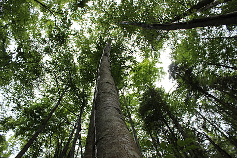 arbre, corona, registre, verd, bosc, naturalesa, arbre, corona, verd, bosc, frisch, aire, cel, arbre d’arbre, estètic, fulles, branques, tribu, picea, faig, escorça, tronc de l'arbre, a l'aire lliure, vista d’angle baix, planta, tronc, creixement, color verd, bellesa a la natura, tranquil·litat, cap gent, terra, alta - alta, dia, branca, copa de l'arbre, escenics - natura, directament a sota, bambú - planta, 2K, CC0, domini públic, lliure de regalies