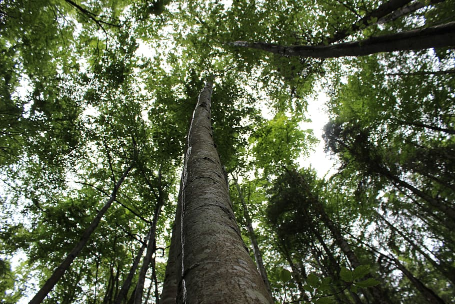arbre, corona, registre, verd, bosc, naturalesa, arbre, corona, verd, bosc, frisch, aire, cel, arbre d’arbre, estètic, fulles, branques, tribu, picea, faig, escorça, tronc de l'arbre, a l'aire lliure, vista d’angle baix, planta, tronc, creixement, color verd, bellesa a la natura, tranquil·litat, cap gent, terra, alta - alta, dia, branca, copa de l'arbre, escenics - natura, directament a sota, bambú - planta, 2K