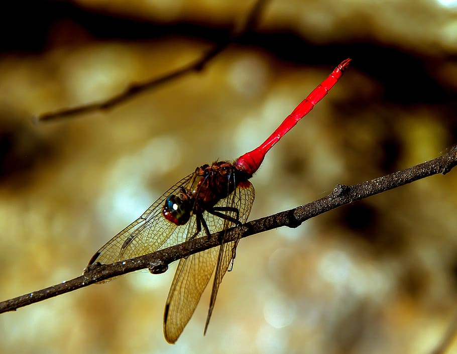 libèl·lula, insecte, vermell, negre, ales, pessic, descans, branca, Queensland, Austràlia, animals a la natura, invertebrat, temes d'animals, fauna animal, animal, un animal, centrar-se en primer pla, primer pla, cap gent, naturalesa, dia, ala dels animals, planta, a l'aire lliure, arbre, 2K
