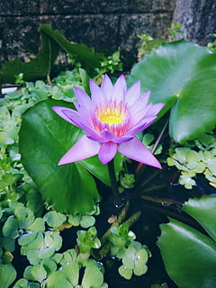 blomst, flora, natur, blad, pool, blomstrende plante, plante, friskhed, skønhed i naturen, blomsterstand, blomsterhoved, kronblad, sårbarhed, vækst, skrøbelighed, tæt på, åkande, Dam, plante del, lyserød farve, pollen, ingen mennesker, lilla, lotus vandlilje, udendørs, flyder på vandet, 4K, CC0, offentligt domæne, royaltyfrie