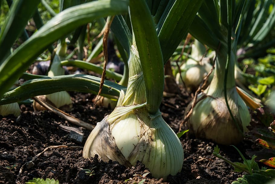 zielone rośliny liściaste, cebula, ogród, warzywa, jedzenie, witaminy, warzywo, rolnictwo, Natura, gospodarstwo rolne, świeżość, organiczny, liść, roślina, wzrost, jedzenie i picie, pole, żadnych ludzi, wylądować, zielony kolor, część rośliny, zbliżenie, dzień, zdrowe odżywianie, brud, na dworze, piękno natury, 4K